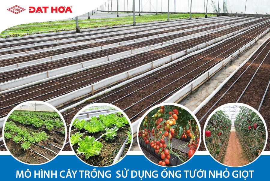 Những lợi ích và mô hình cây trồng phổ biến sử dụng ống tưới nhỏ giọt