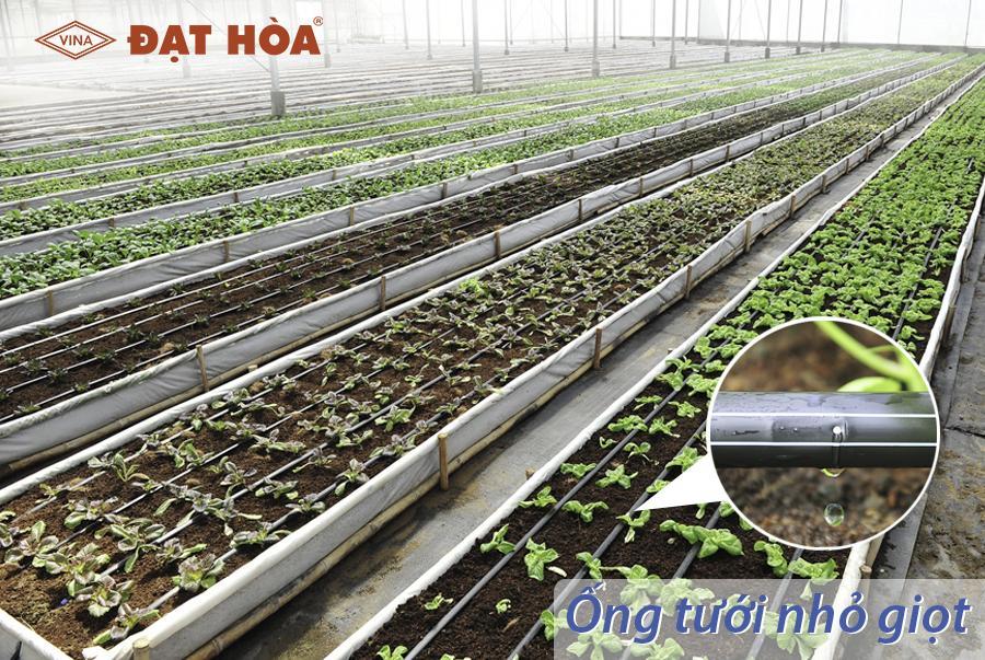 Những lợi ích và mô hình cây trồng phổ biến sử dụng ống tưới nhỏ giọt